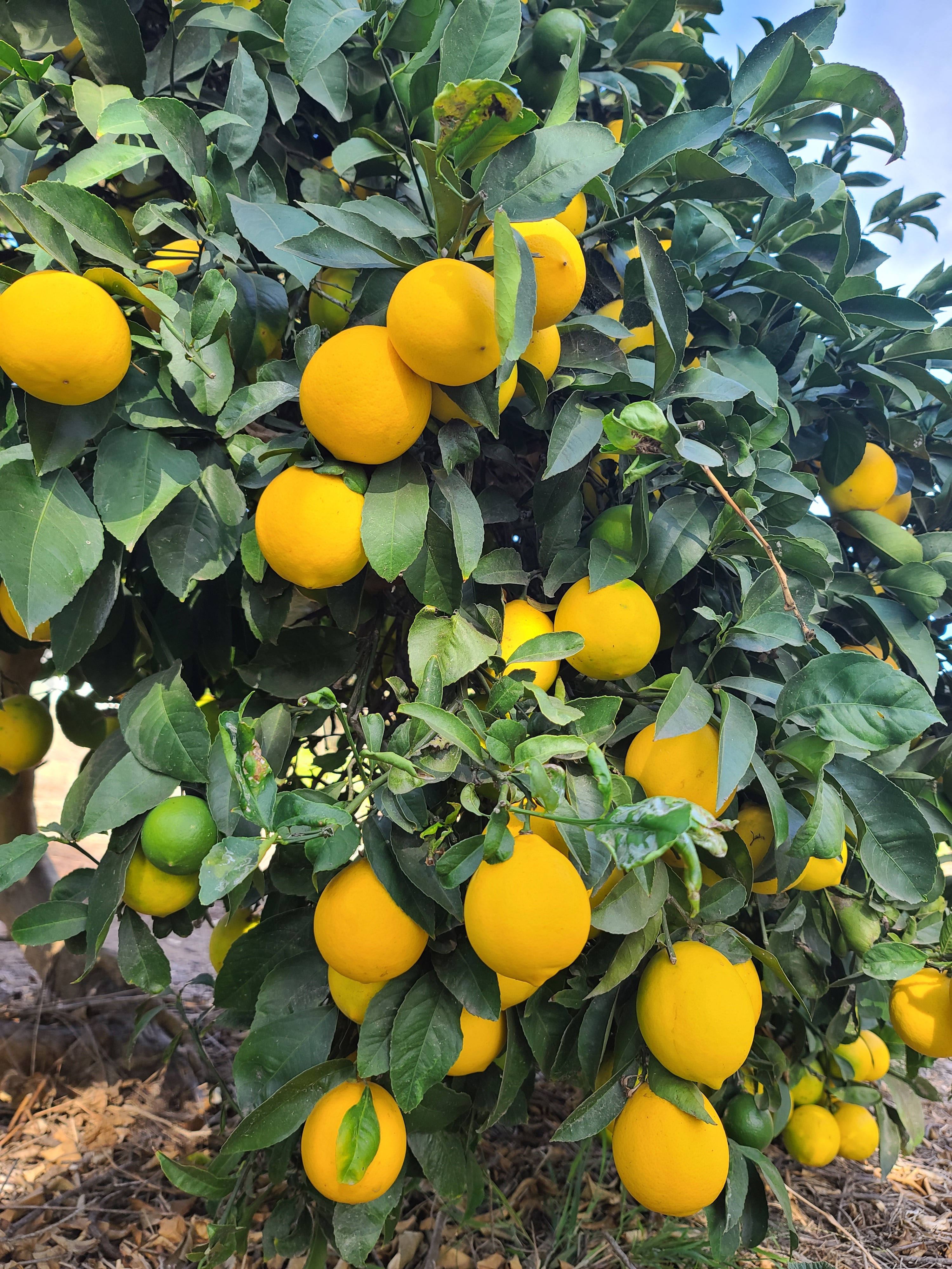 California Citrus
