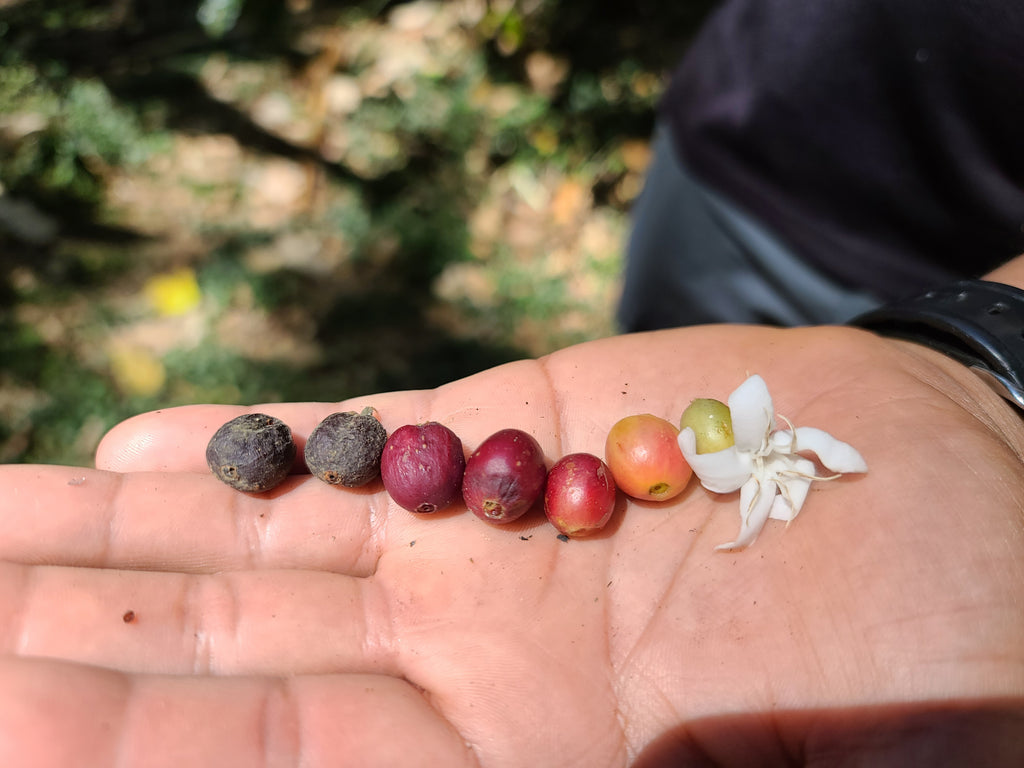 Estate Grown California Coffee- Whole Bean