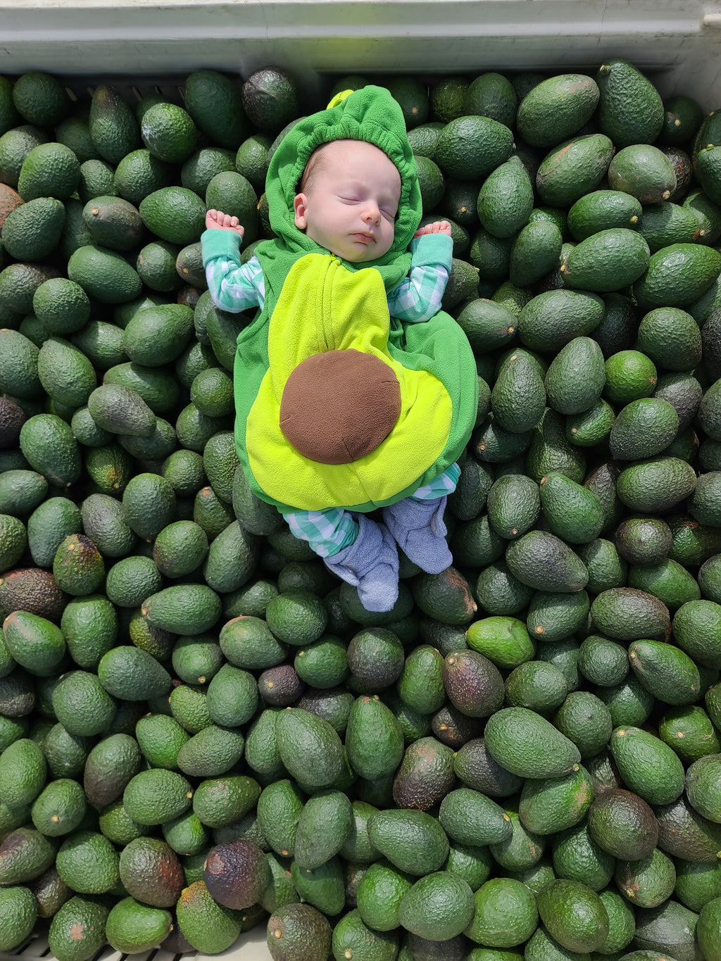 Hass Avocados