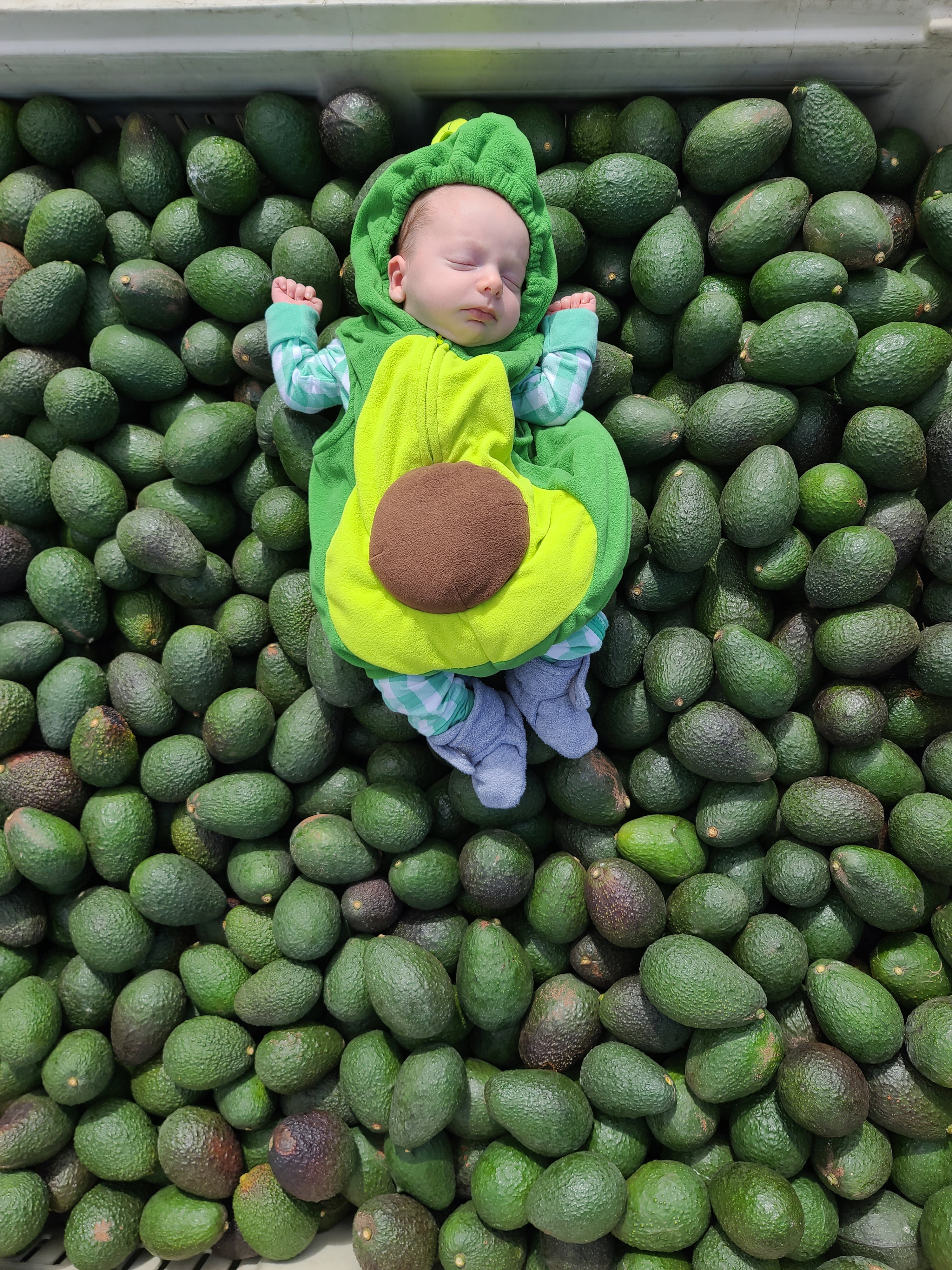 Hass Avocados