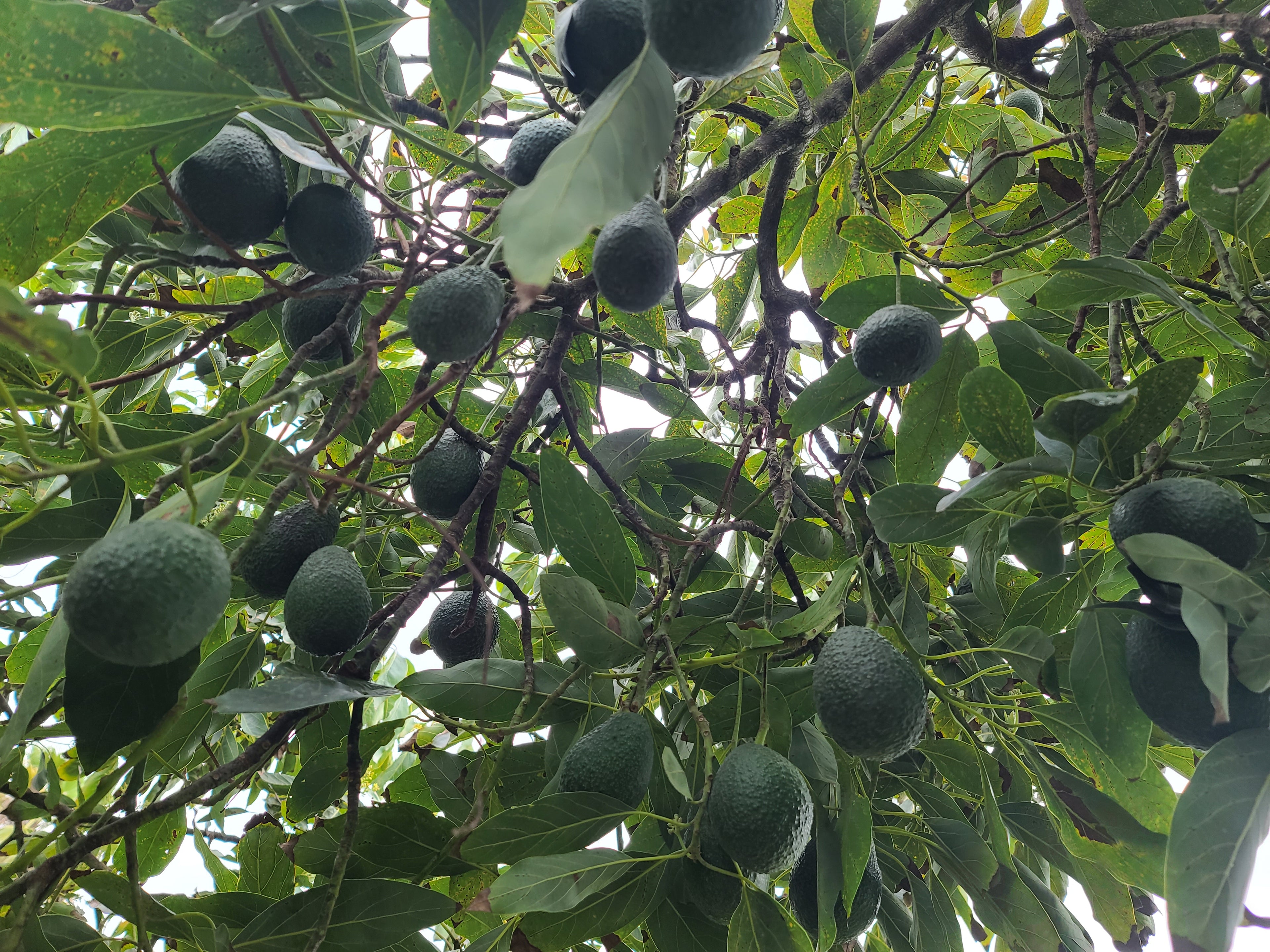 Hass Avocados
