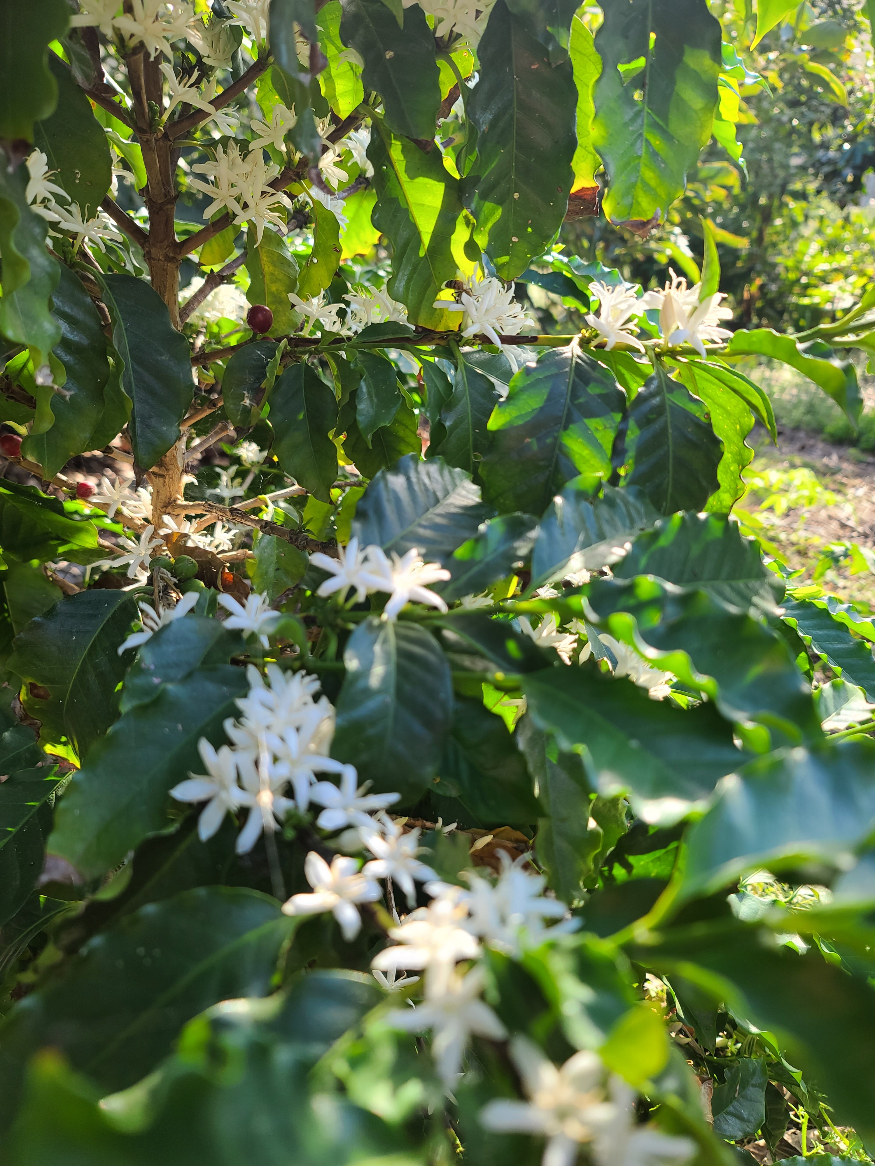 Estate Grown California Coffee- Whole Bean