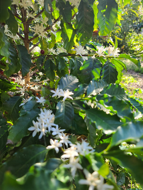 Estate Grown California Coffee- Whole Bean