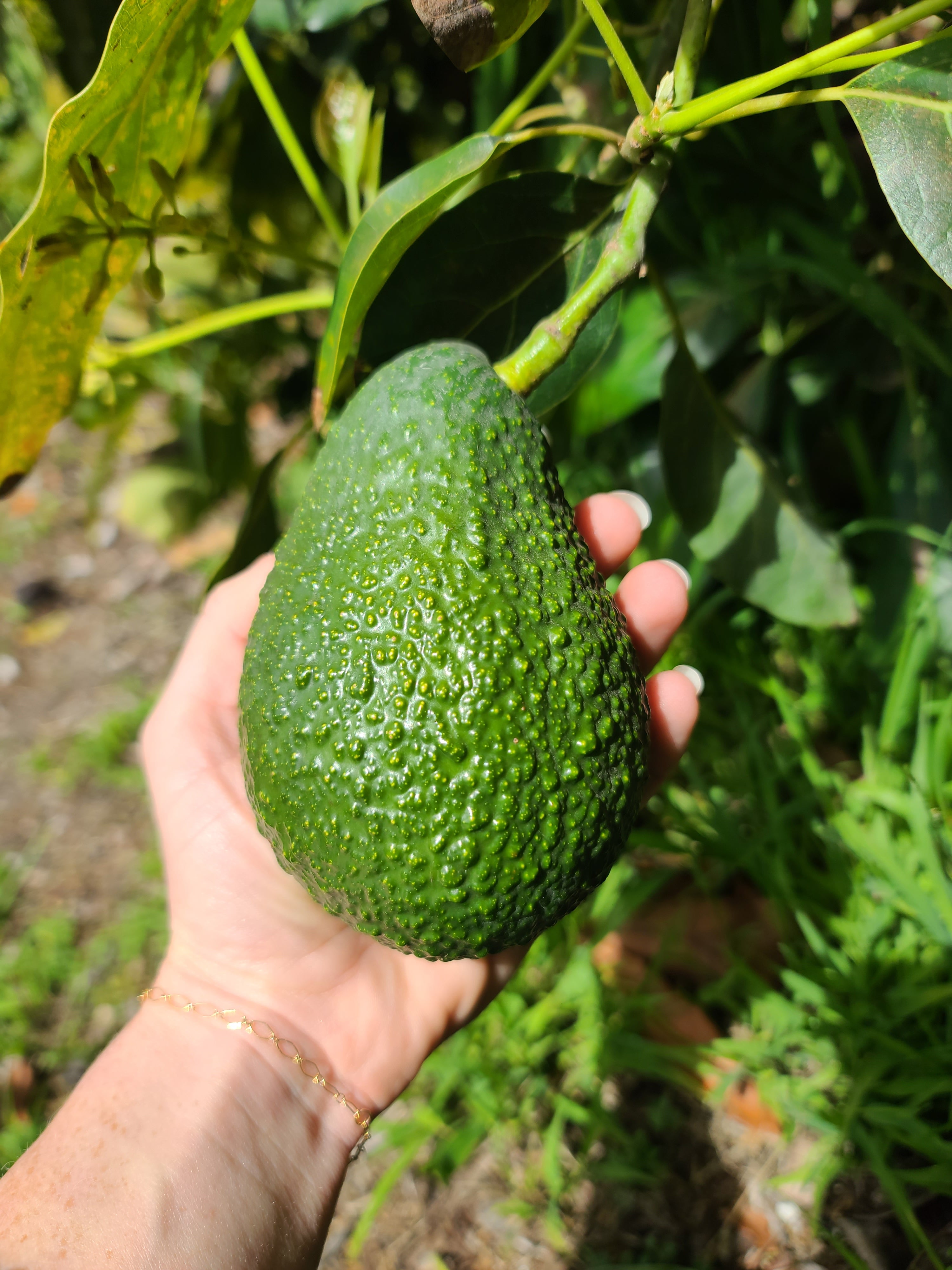 Hass Avocados