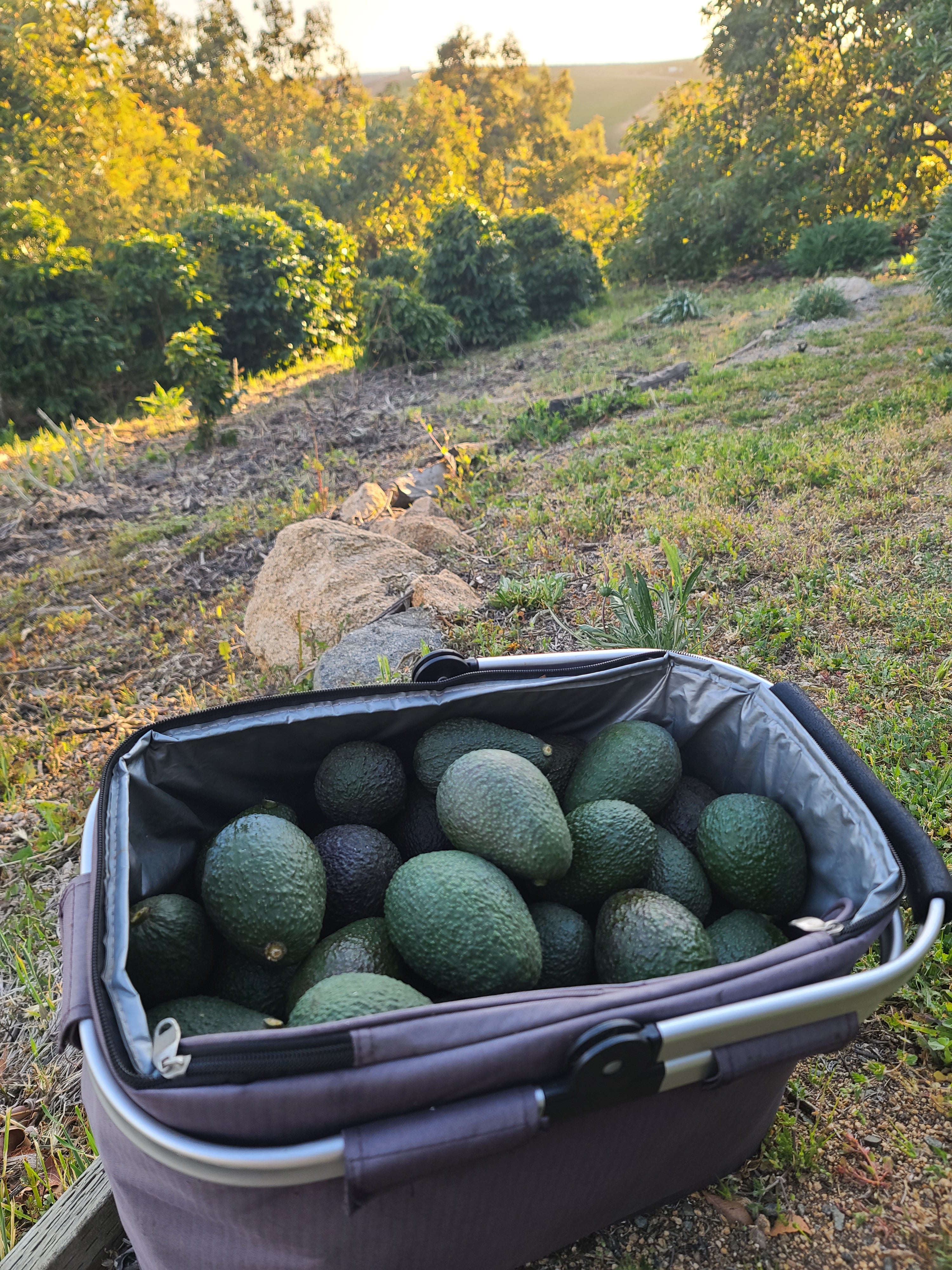 Hass Avocados