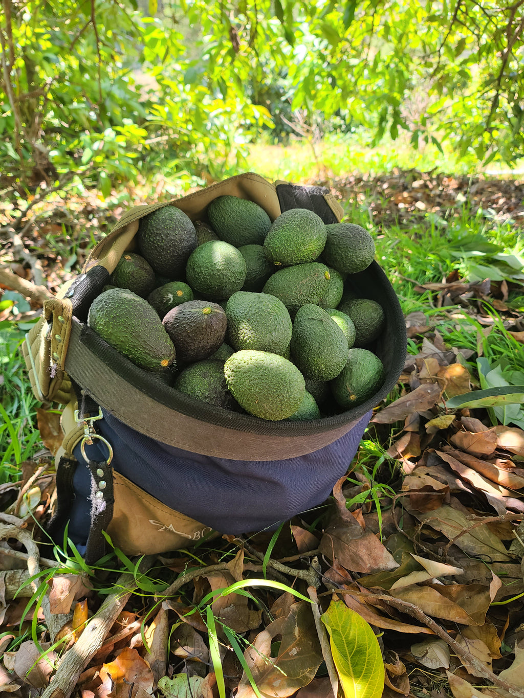 Hass Avocados