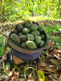 Hass Avocados