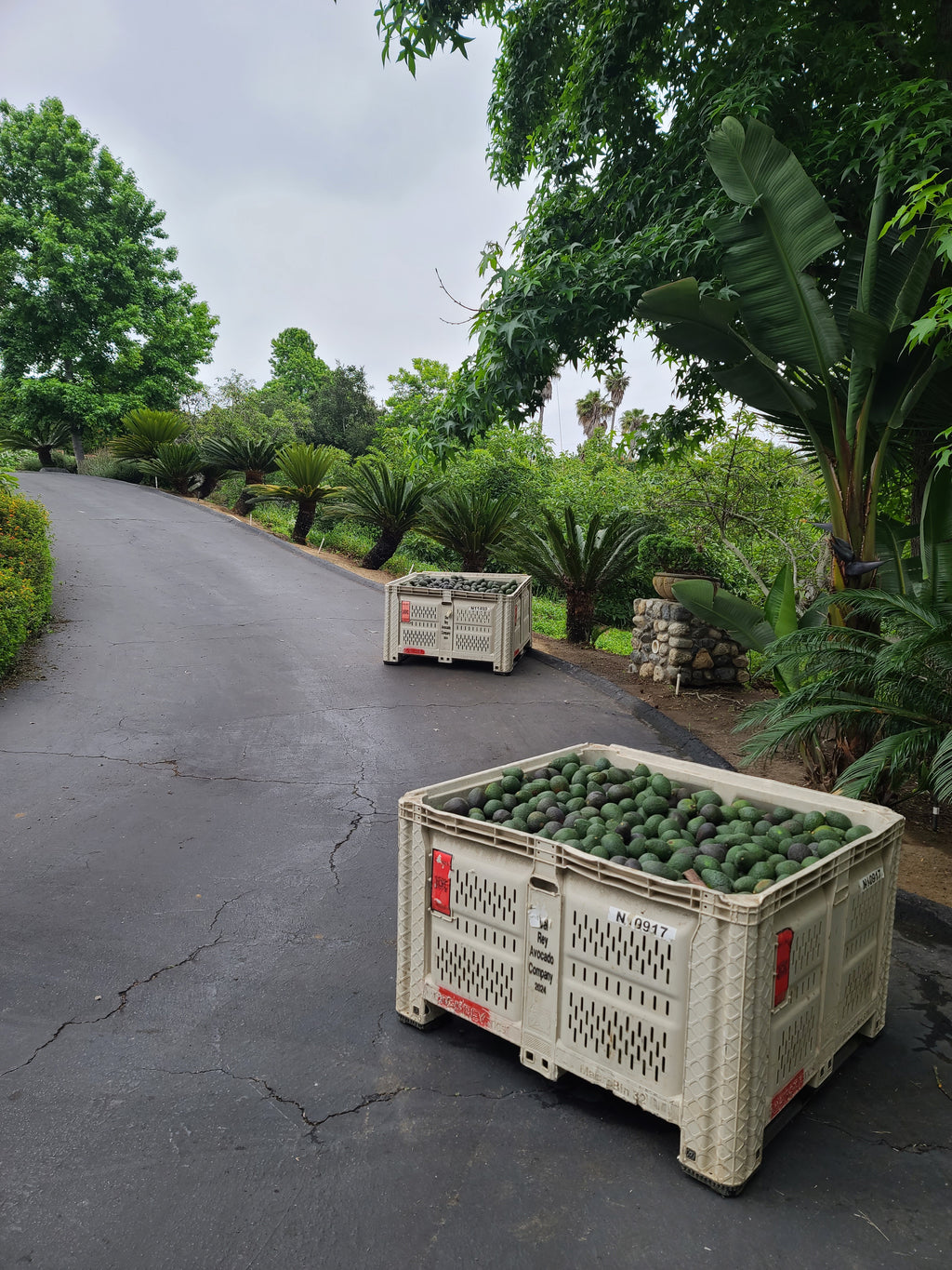 Hass Avocados