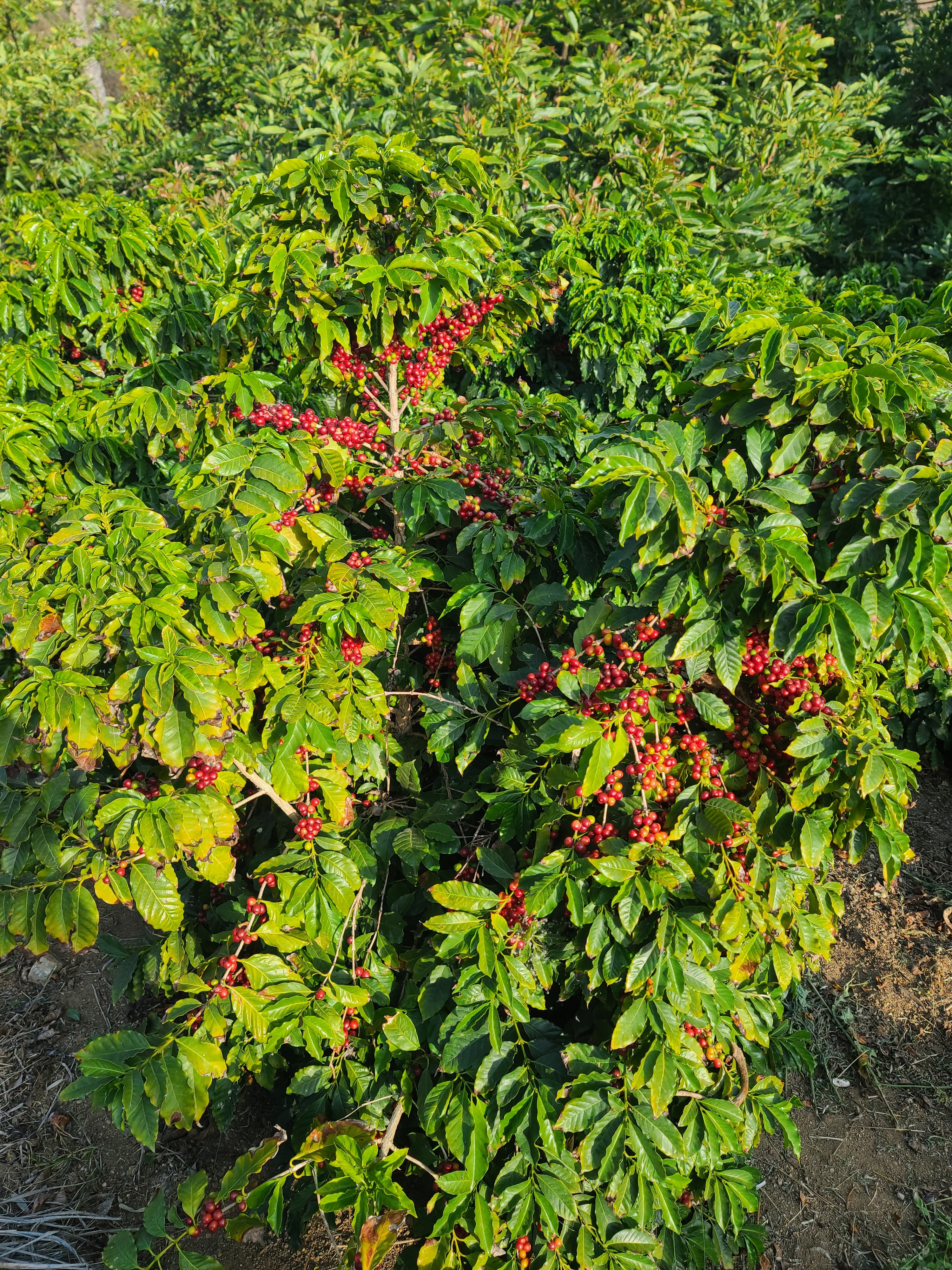 Estate Grown California Coffee- Whole Bean