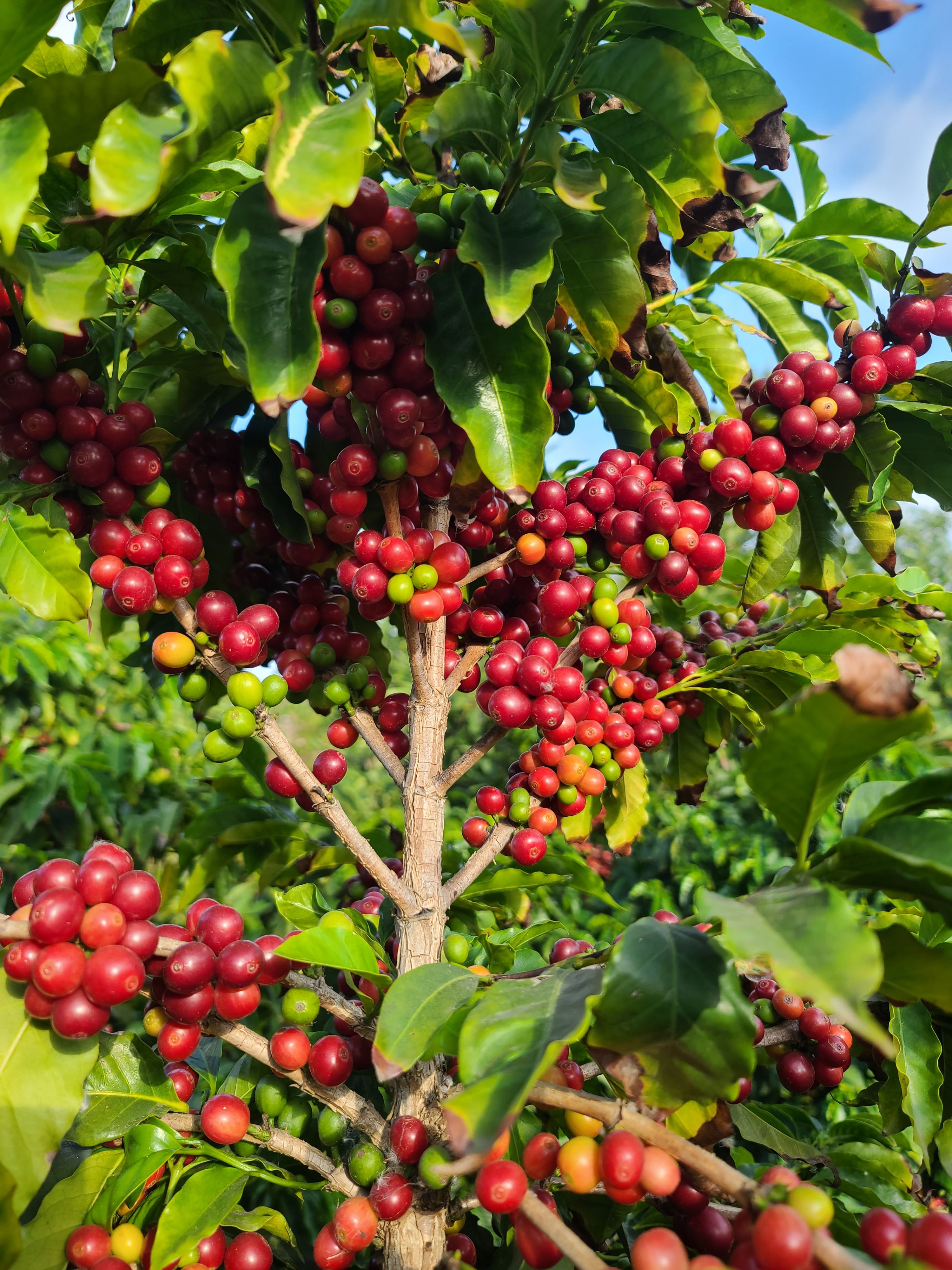 Estate Grown California Coffee- Whole Bean