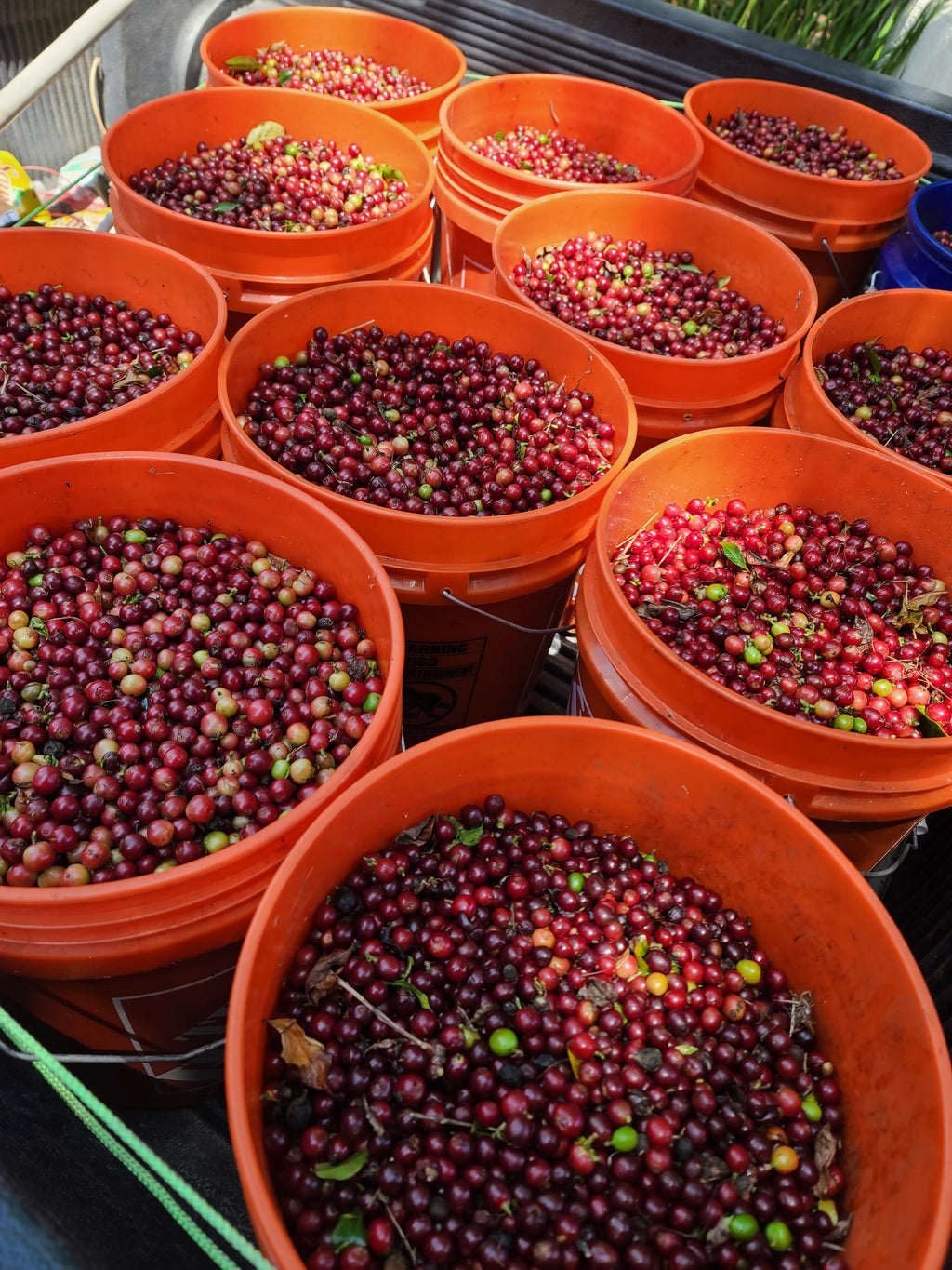 Estate Grown California Coffee- Whole Bean