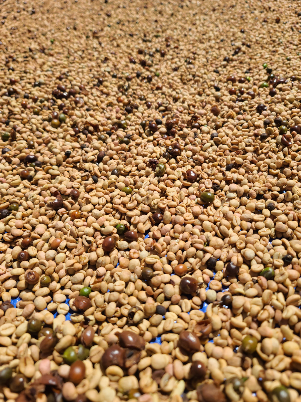 Estate Grown California Coffee- Whole Bean