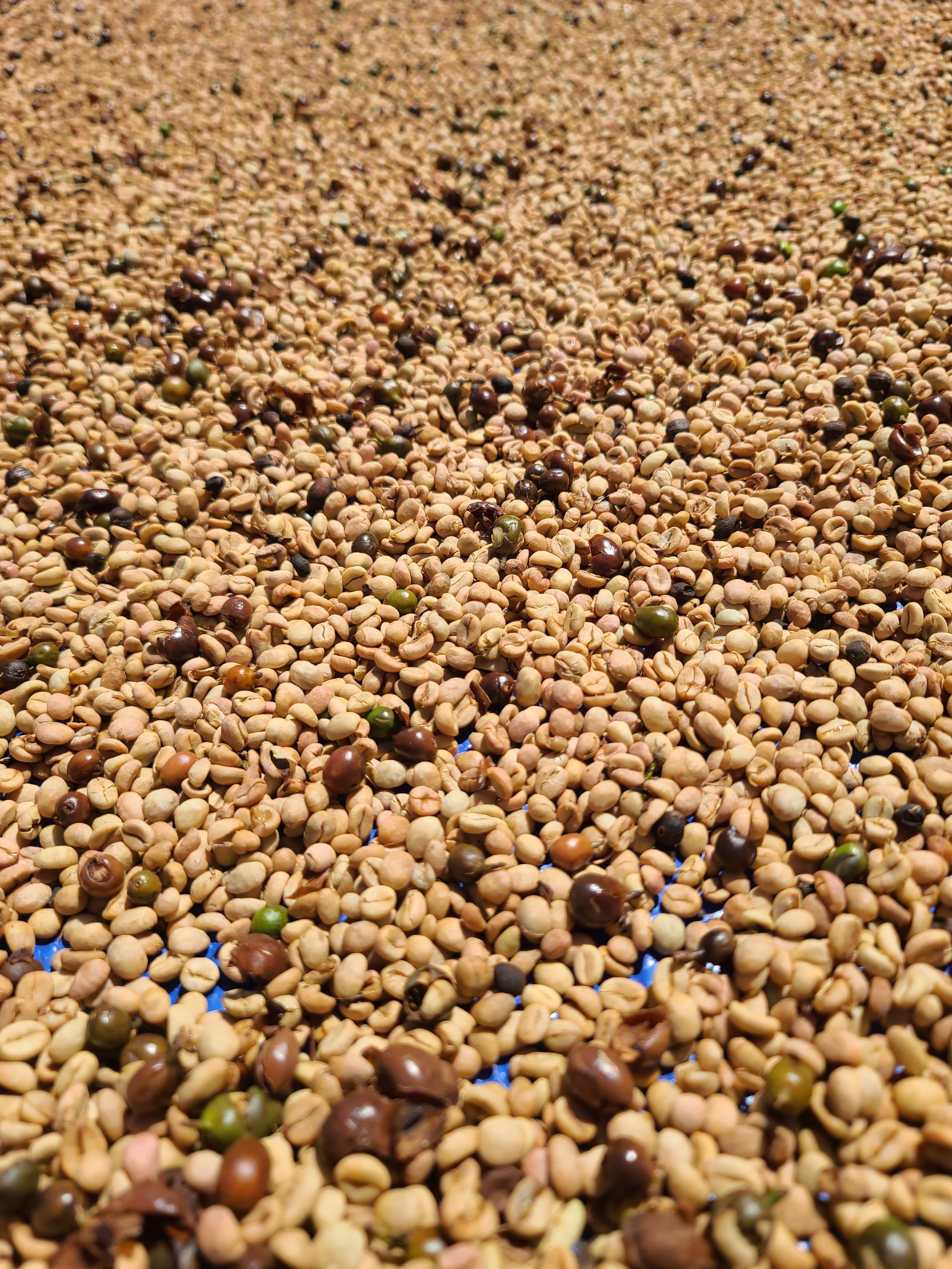 Estate Grown California Coffee- Whole Bean