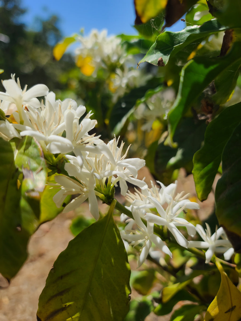 Estate Grown California Coffee- Whole Bean