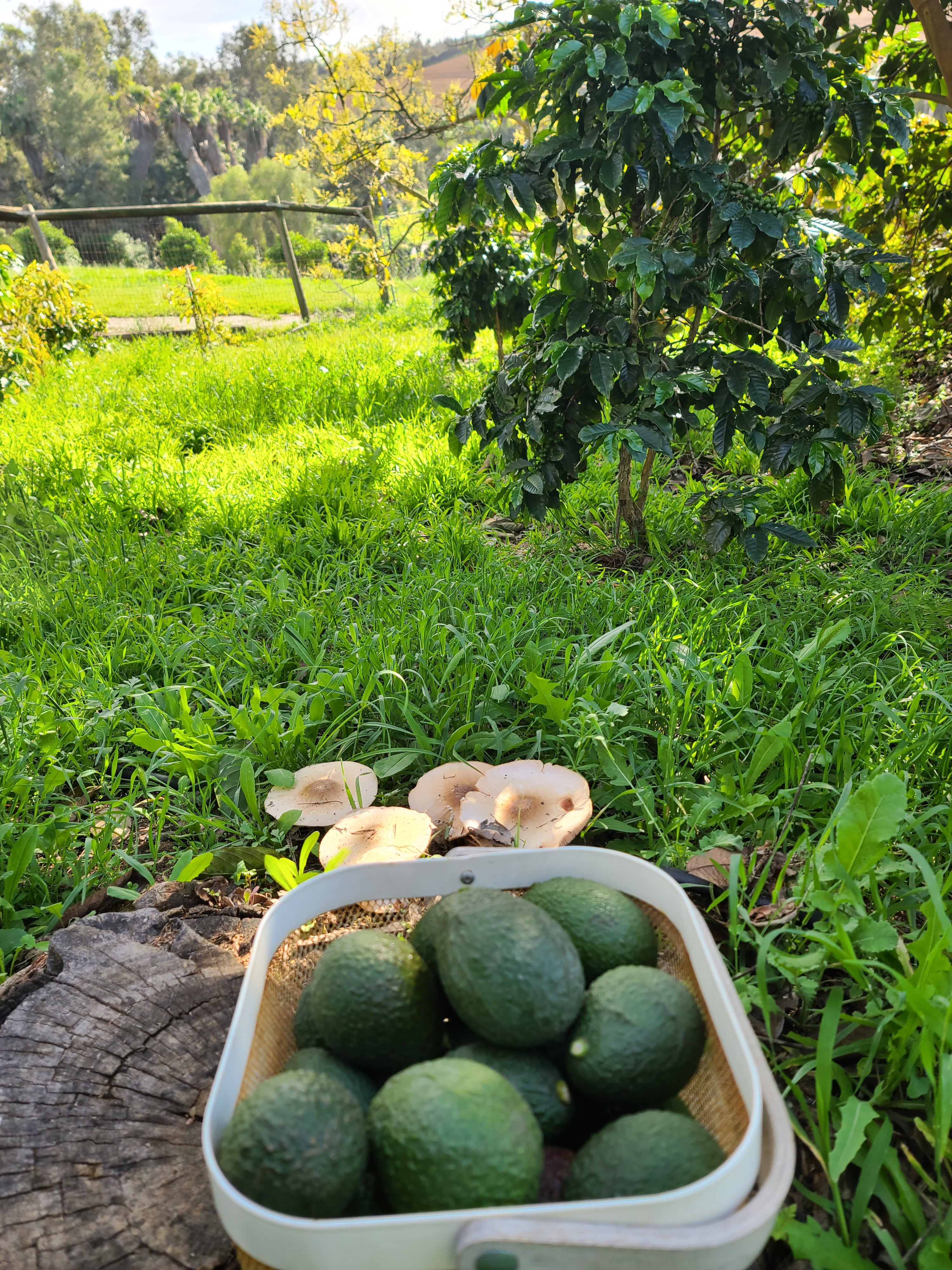 Hass Avocados