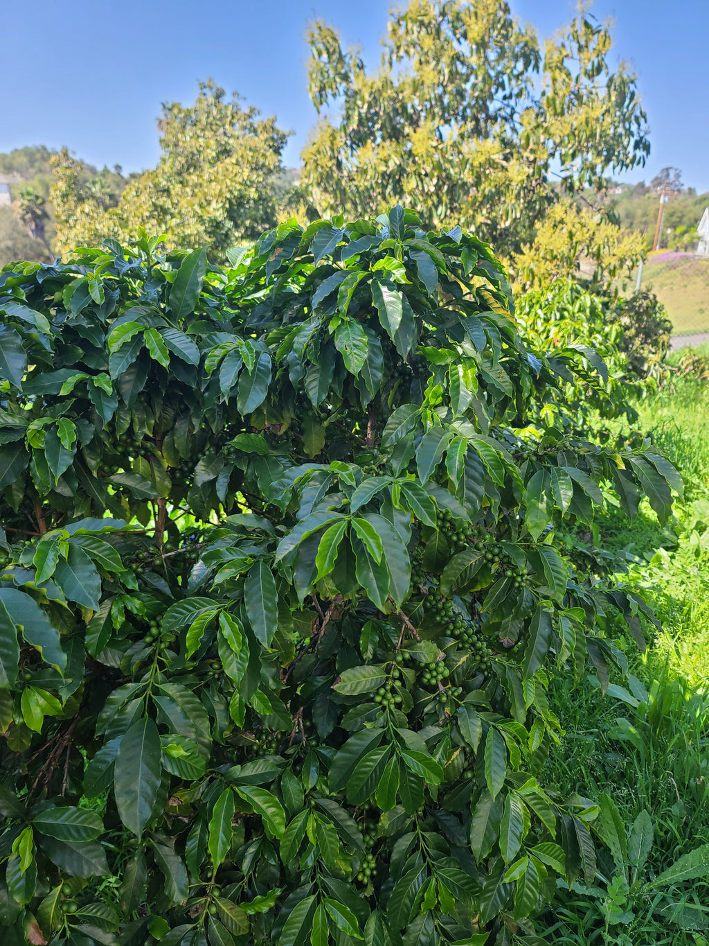 Estate Grown California Coffee- Whole Bean